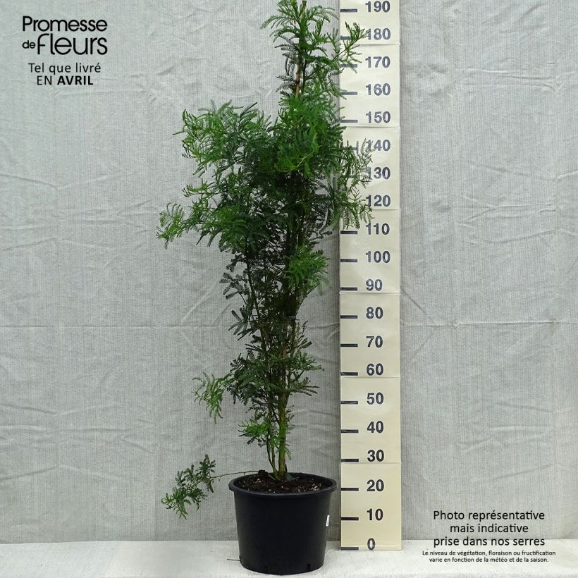 Spécimen de Acacia baileyana - Mimosa de Bailey  - Pot de 10L tel que livré au printemps