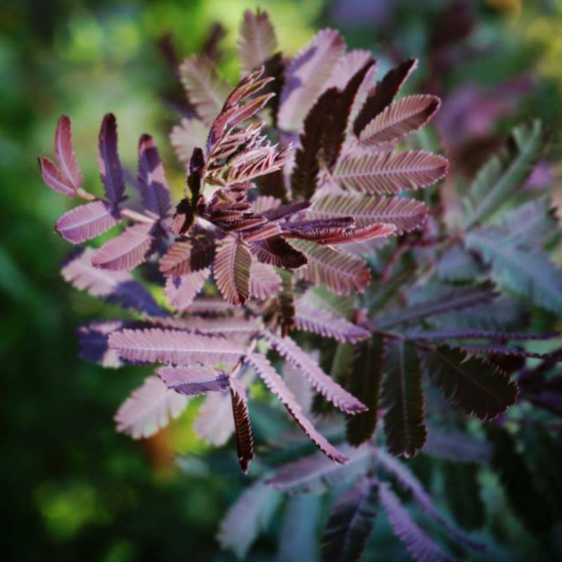 Acacia baileyana Purpurea - Mimosa de Bailey pourpre (Feuillage)