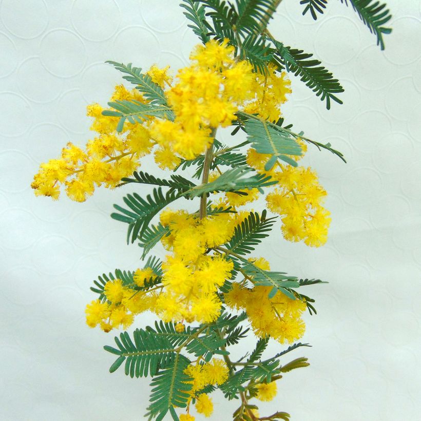 Acacia baileyana Purpurea - Mimosa de Bailey pourpre (Floraison)