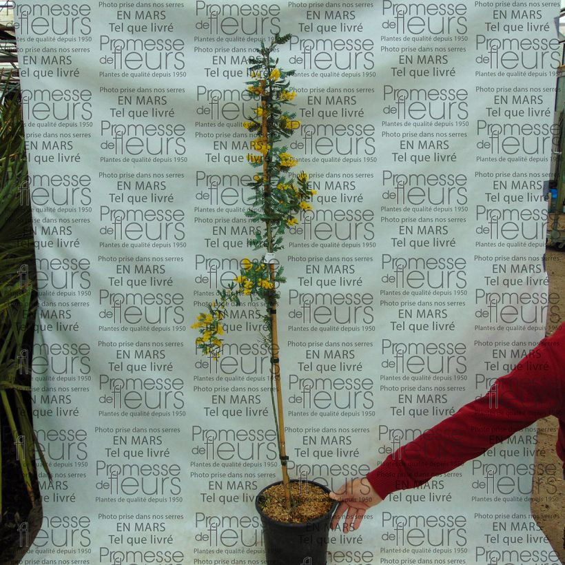Spécimen de Acacia baileyana Purpurea - Mimosa de Bailey pourpre tel que livré en printemps