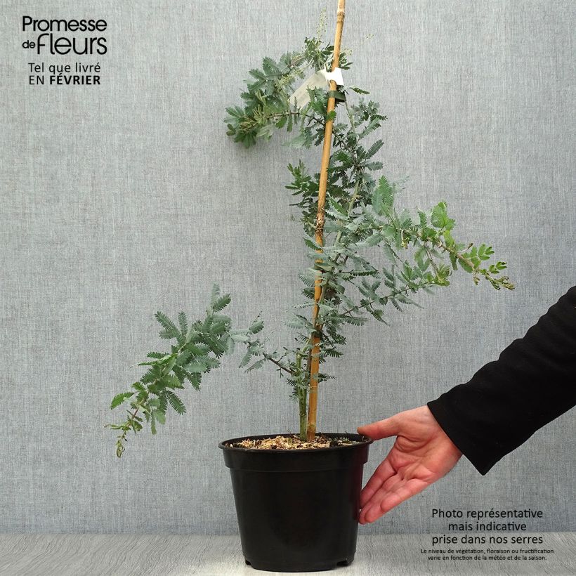Spécimen de Acacia baileyana Purpurea - Mimosa de Bailey pourpre tel que livré en hiver