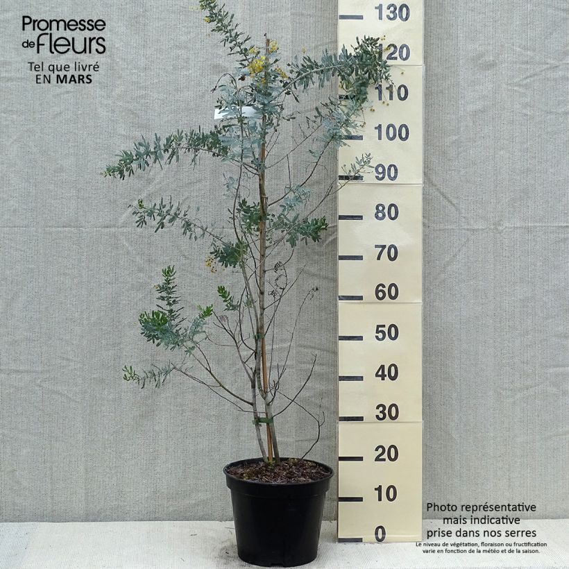Spécimen de Acacia baileyana Songlines - Mimosa de Bailey Pot de 7L tel que livré au printemps