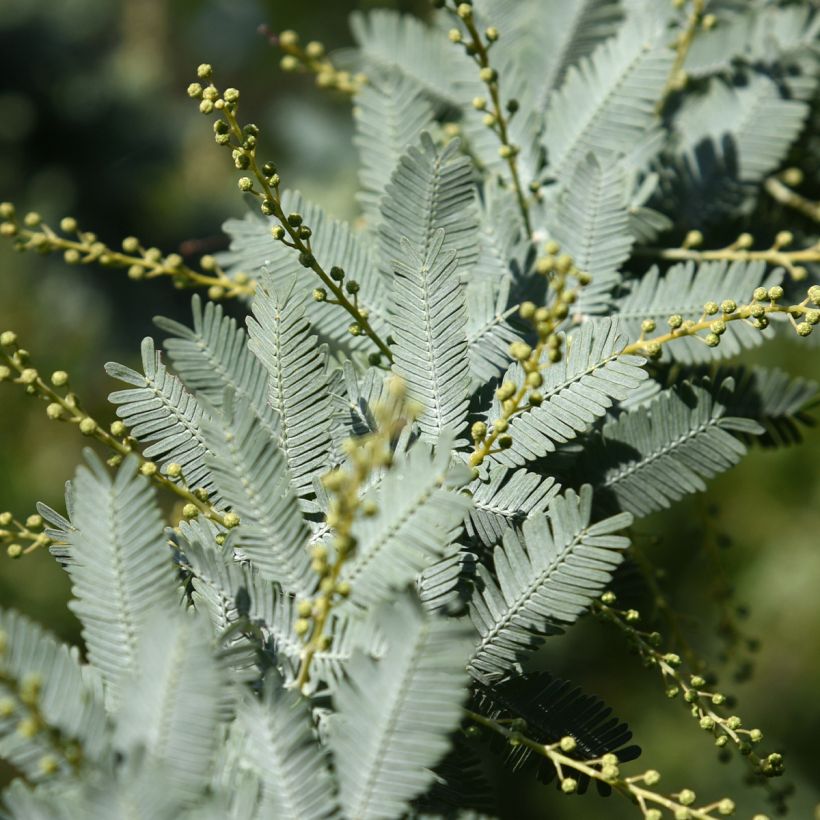 Acacia baileyana Songlines - Mimosa de Bailey (Feuillage)
