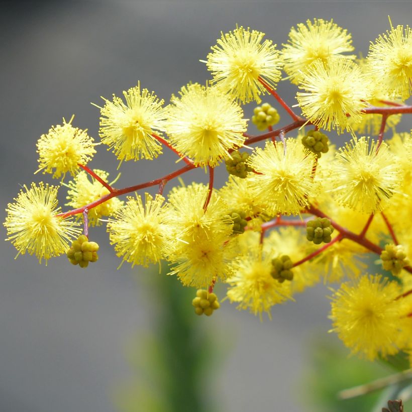 Acacia baileyana Songlines - Mimosa de Bailey (Floraison)