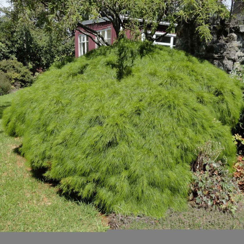 Acacia cognata Limelight - Mimosa nain (Port)