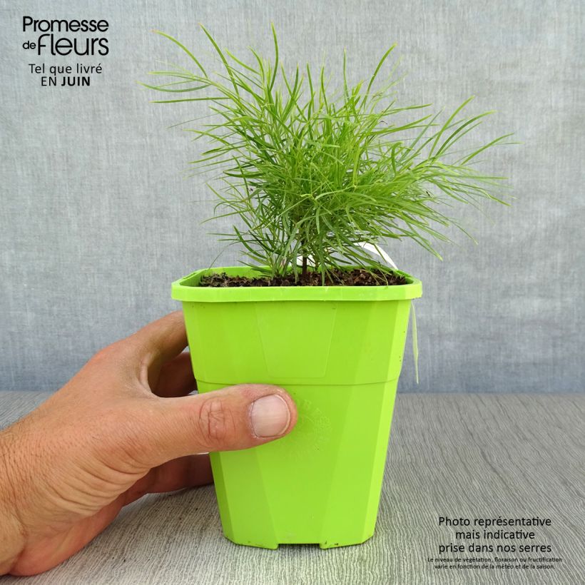 Spécimen de Acacia cognata Limelight - Mimosa nain Pot de 1L/1,5L tel que livré en été