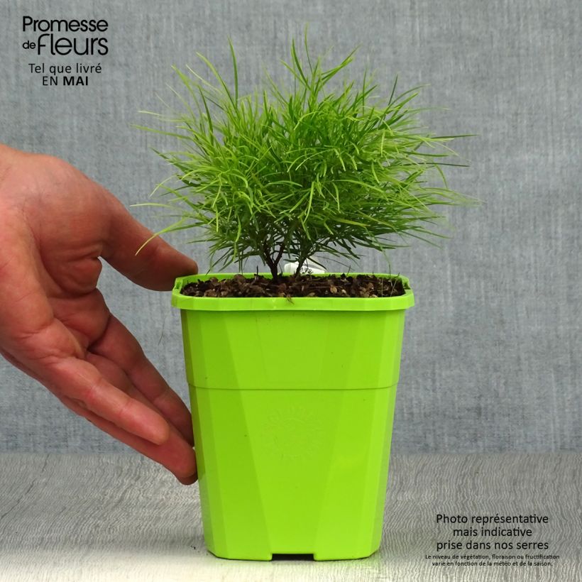 Spécimen de Acacia cognata Limelight - Mimosa nain en pot de 1L/1,5L tel que livré au printemps
