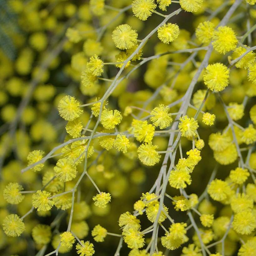 Mimosa - Acacia dealbata (Floraison)