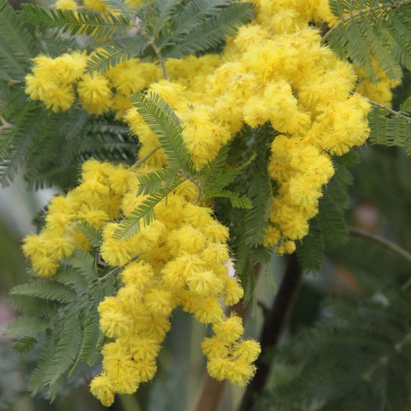 Acacia dealbata Gaulois Astier - Mimosa des fleuristes (Floraison)