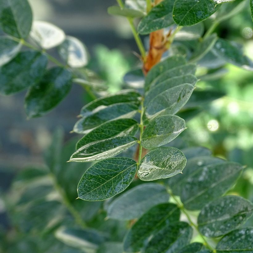 Caragana arborescens - Acacia jaune, Caraganier de Sibérie (Feuillage)