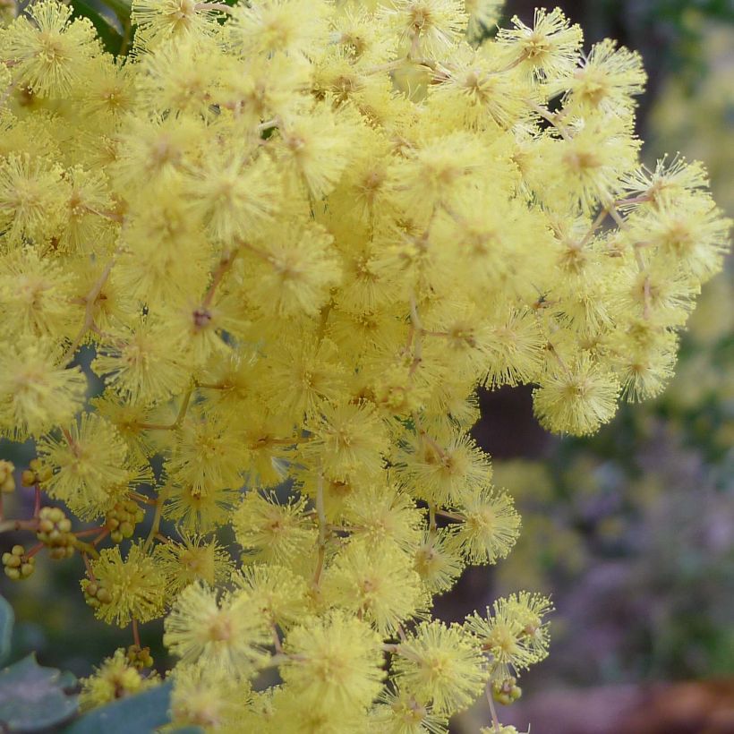 Mimosa - Acacia pravissima (Floraison)