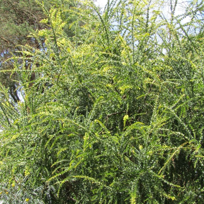 Mimosa - Acacia pravissima (Port)
