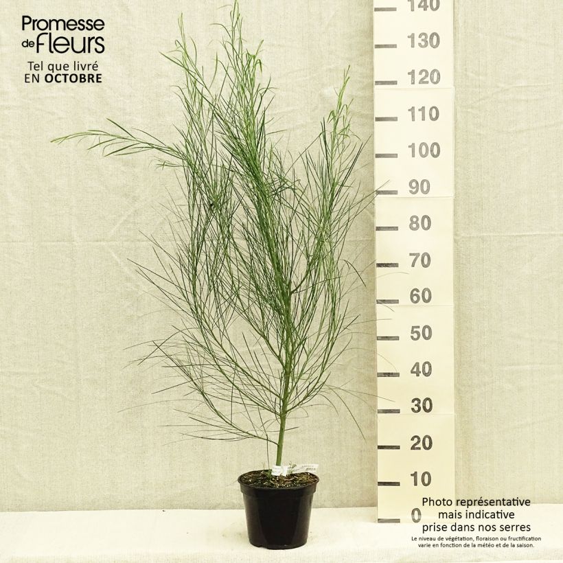 Spécimen de Mimosa des 4 saisons - Acacia retinodes Pot de 2L/3L tel que livré en automne