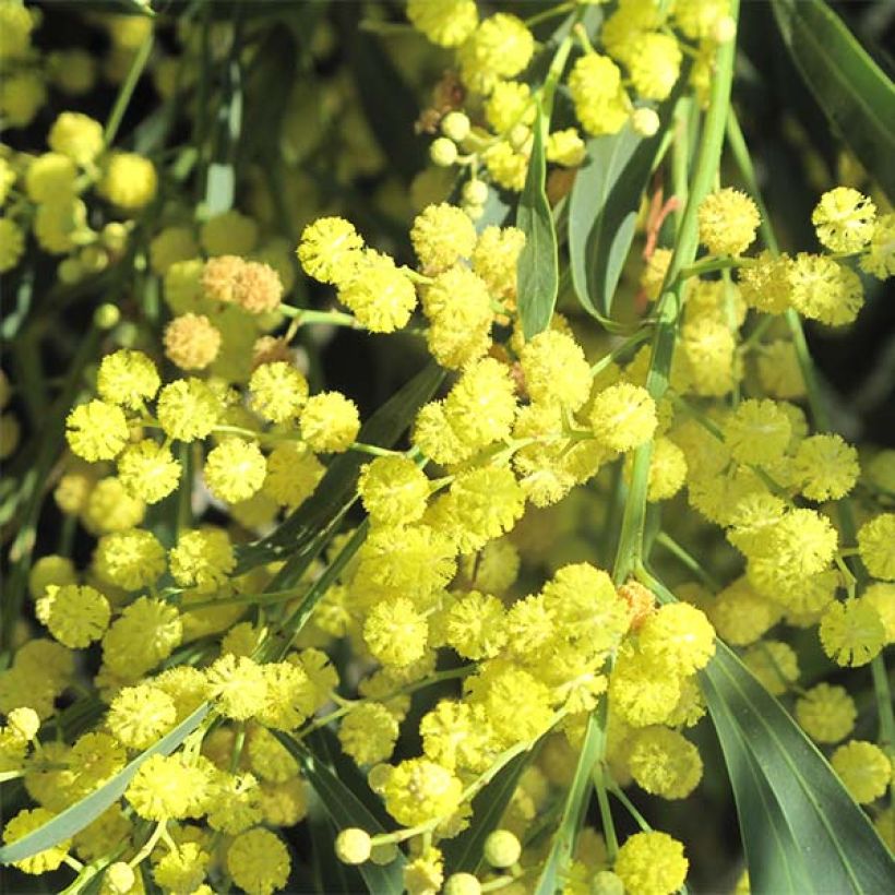 Mimosa des 4 saisons Lisette - Acacia retinodes (Floraison)