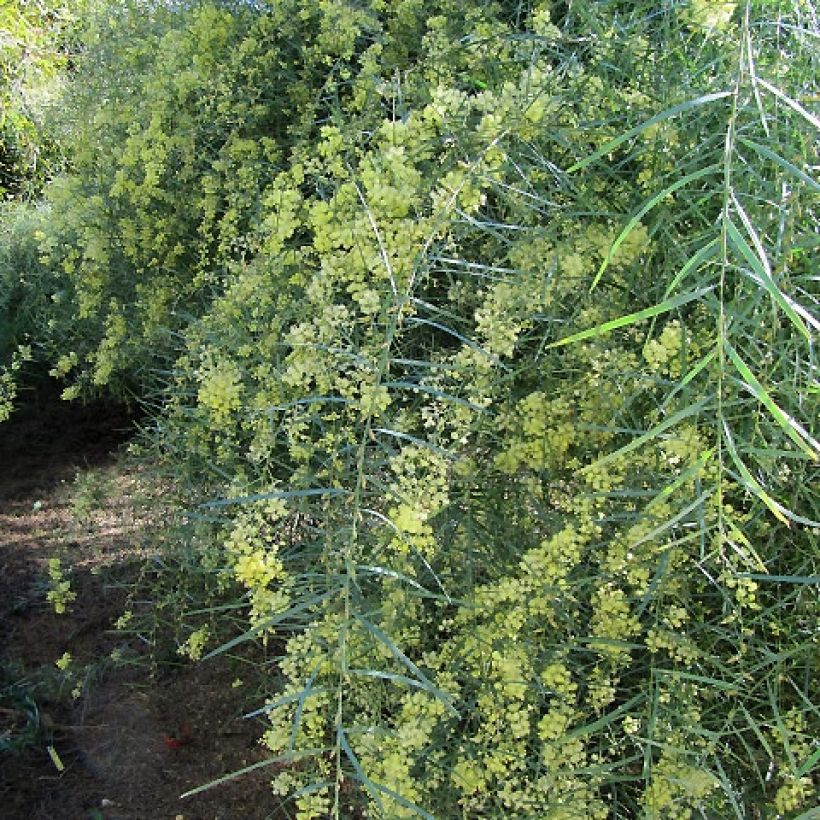 Mimosa à feuilles de saule - Acacia iteaphylla (Port)