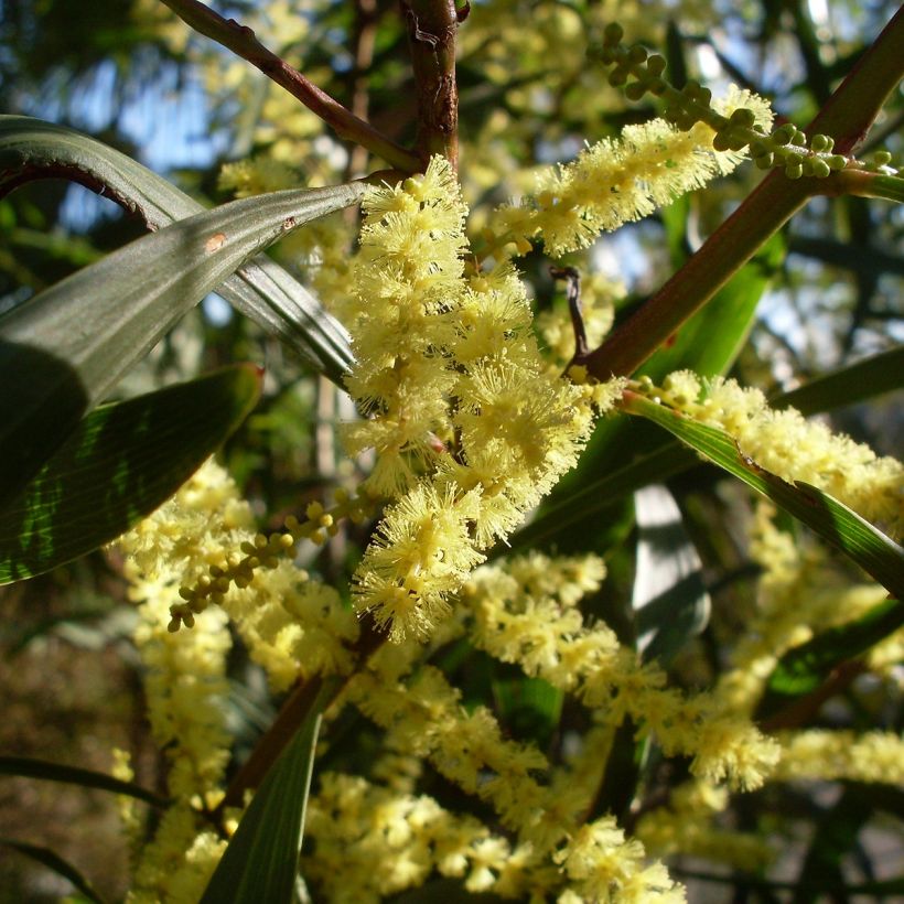 Mimosa à longues feuilles - Acacia longifolia (Floraison)