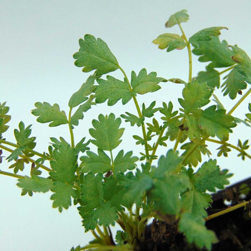 Acaena buchananii - Lampourde (Feuillage)