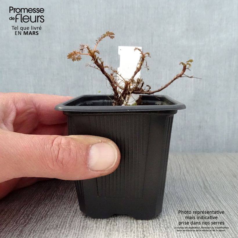Spécimen de Acaena hybride Blue Haze - Lampourde Godet de 9cm tel que livré au printemps