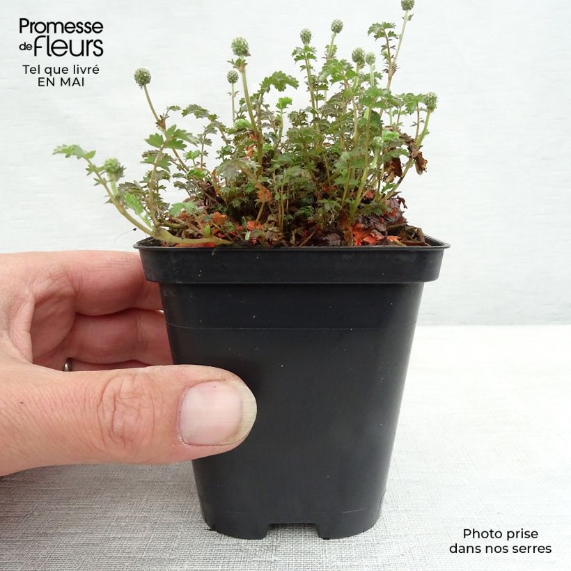 Spécimen de Acaena inermis Purpurea - Lampourde Godet de 9cm tel que livré au printemps