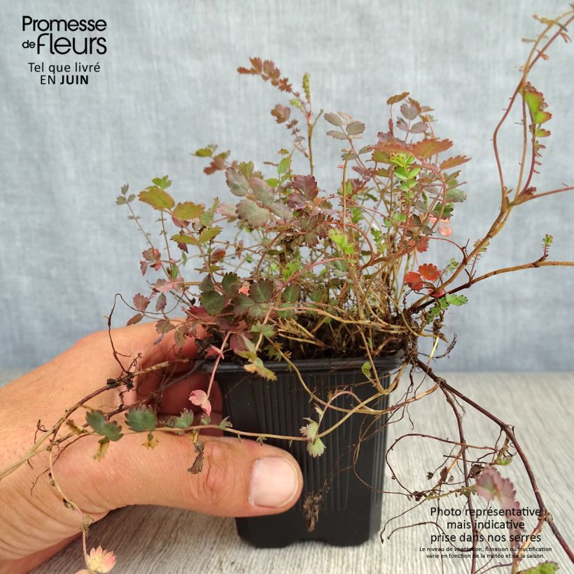 Spécimen de Acaena inermis Purpurea - Lampourde Godet de 8/9 cm tel que livré en été