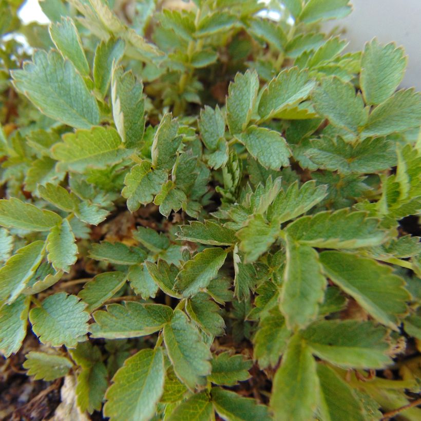 Acaena magellanica - Lampourde Magellan (Feuillage)