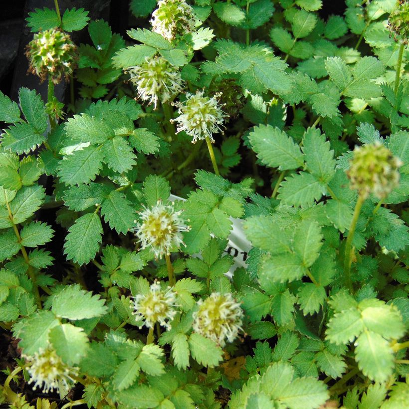 Acaena magellanica - Lampourde Magellan (Floraison)