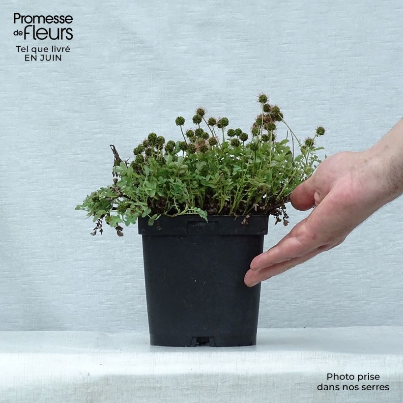 Spécimen de Acaena magellanica - Lampourde Magellan Pot de 2L/3L tel que livré en été