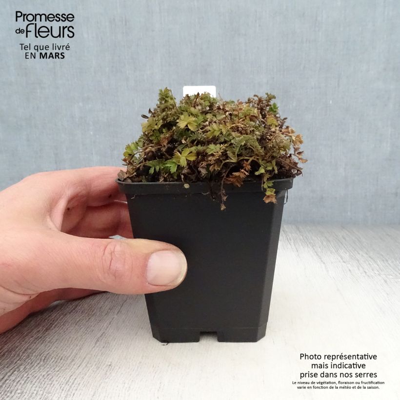 Spécimen de Acaena microphylla Dichte Matte - Lampourde à petites feuilles Godet de 9cm tel que livré au printemps