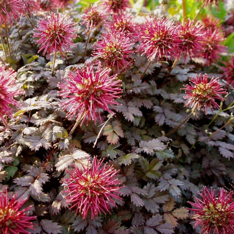 Acaena microphylla Kupferteppich (Floraison)