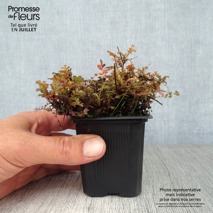 Spécimen de Acaena microphylla Kupferteppich Godet de 8/9 cm tel que livré en été