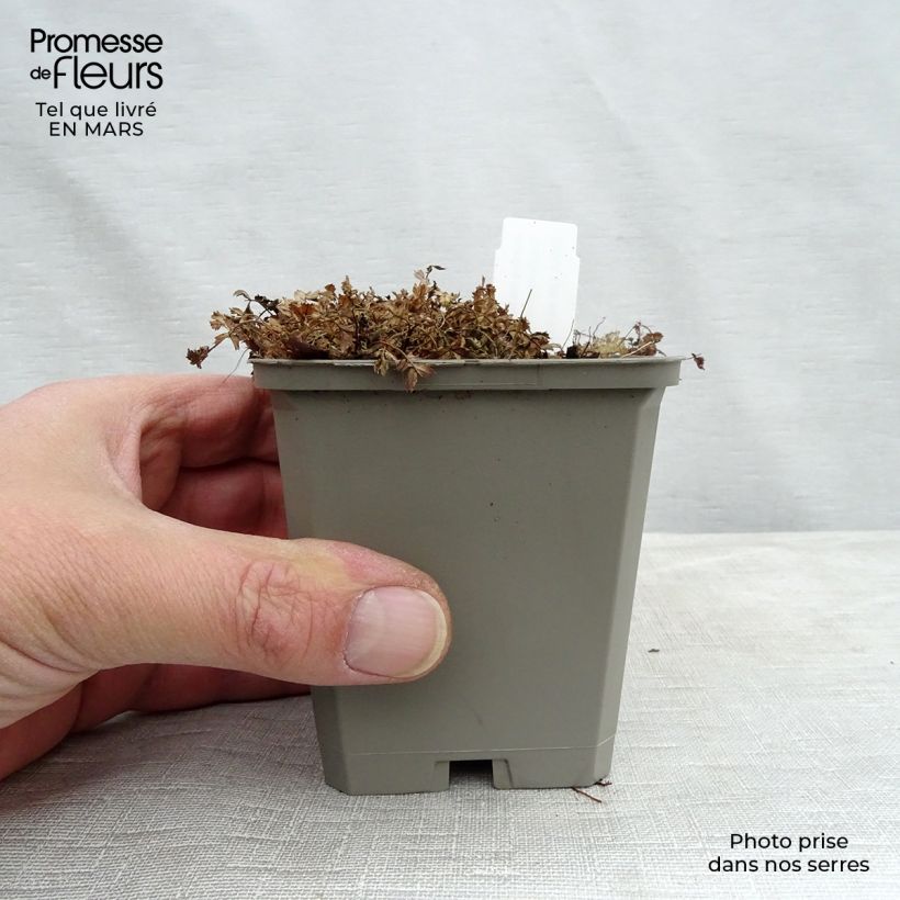 Spécimen de Acaena microphylla Kupferteppich Godet de 9cm tel que livré au printemps
