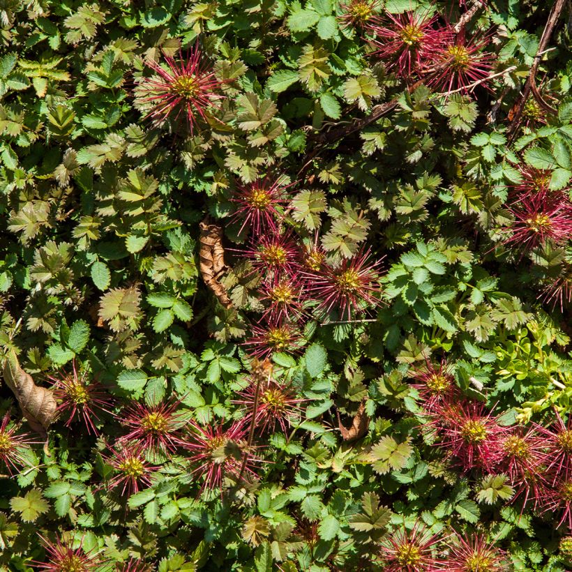 Acaena microphylla Kupferteppich (Feuillage)