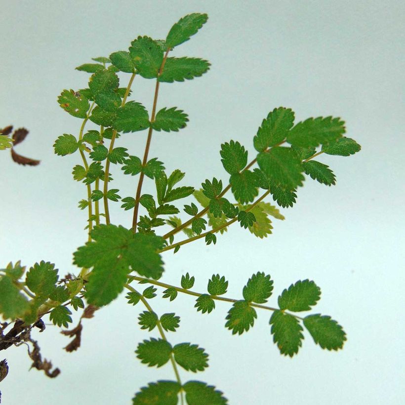 Acaena microphylla - Lampourde à petites feuilles (Feuillage)