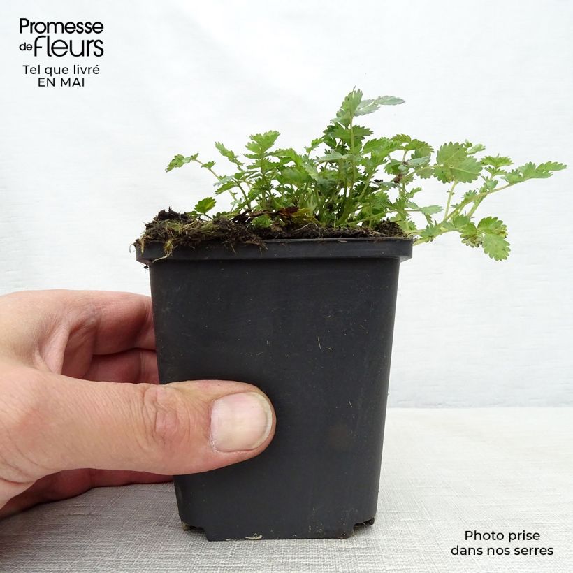 Spécimen de Acaena microphylla - Lampourde à petites feuilles Godet de 9cm tel que livré au printemps