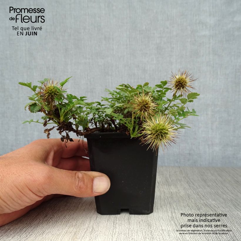 Spécimen de Acaena microphylla - Lampourde à petites feuilles Godet de 8/9 cm tel que livré en été