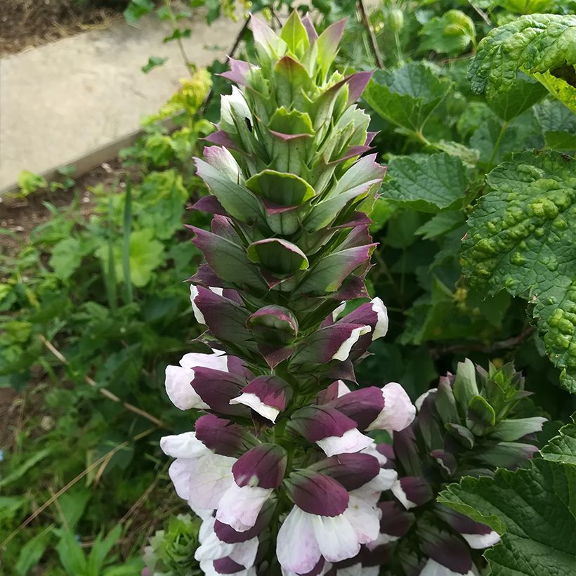 Acanthe de Hongrie White Lips (Floraison)