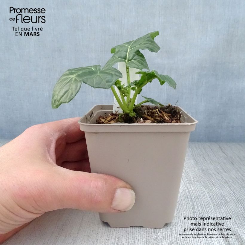 Spécimen de Acanthe mollis Latifolius Godet de 9cm tel que livré au printemps