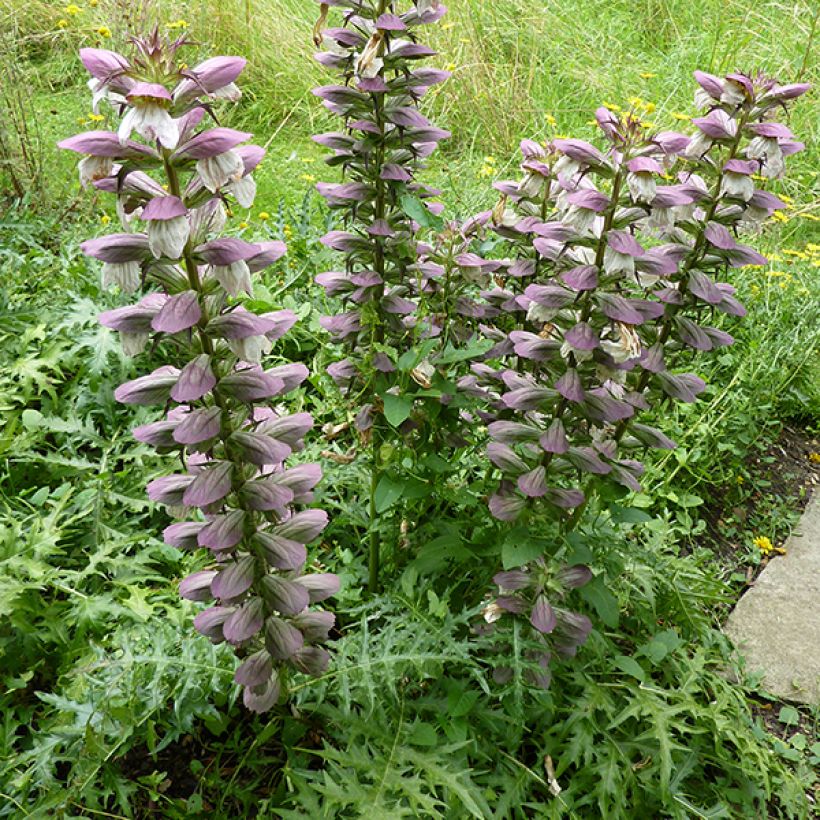 Acanthe spinosus - Acanthe épineuse (Floraison)