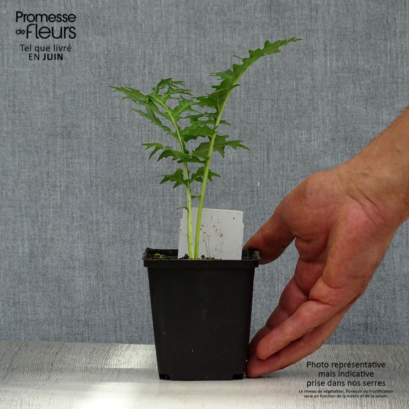Spécimen de Acanthe spinosus - Acanthe épineuse Godet de 8/9 cm tel que livré en été