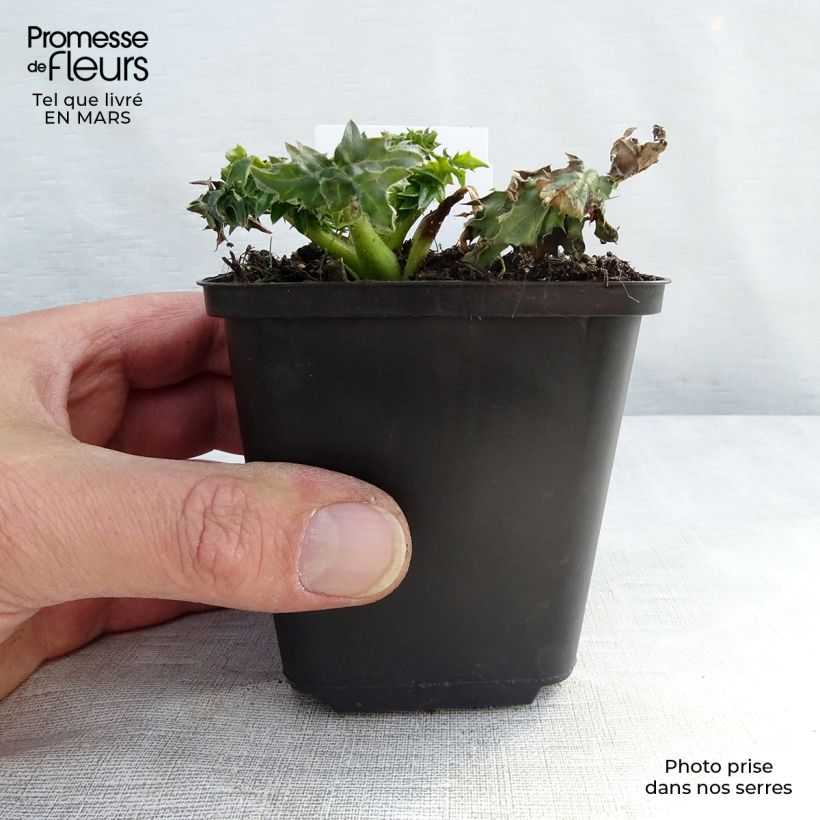 Spécimen de Acanthe spinosus - Acanthe épineuse  Godet de 9cm tel que livré au printemps