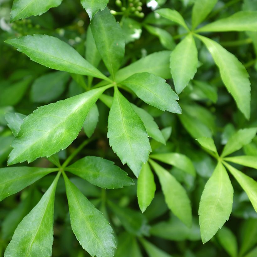 Acanthopanax henryi Nana - Eleutherococcus (Feuillage)