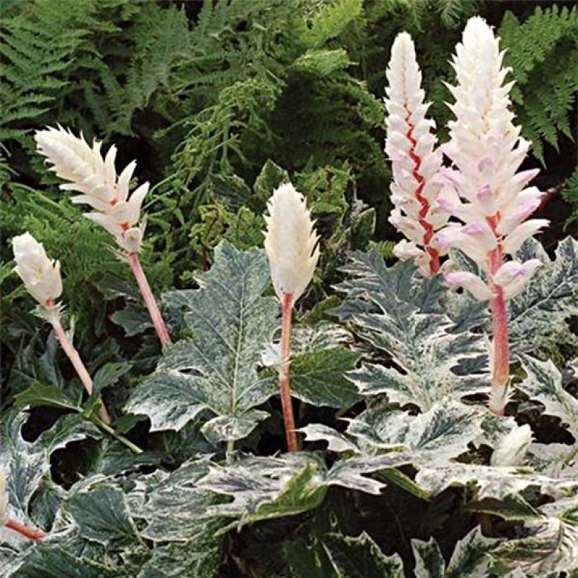 Acanthus Whitewater - Acanthe hybride panachée (Floraison)