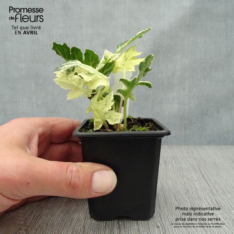 Spécimen de Acanthus Whitewater - Acanthe hybride panachée en godet de 7/8 cm tel que livré au printemps