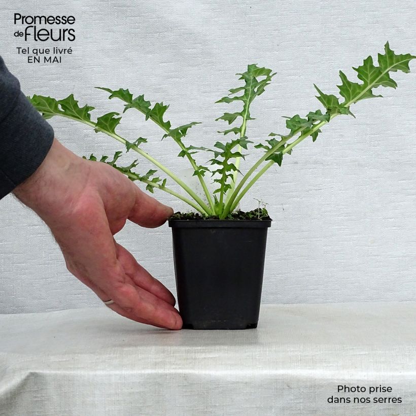 Spécimen de Acanthus hungaricus - Acanthe de hongrie Godet de 8 cm tel que livré au printemps