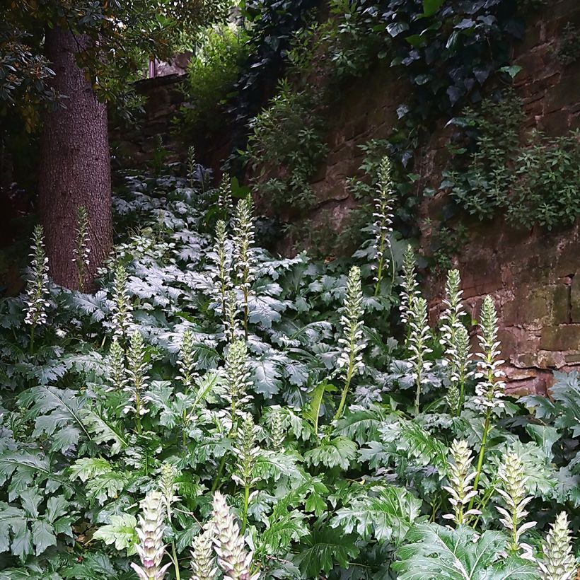 Acanthus mollis - Acanthe à feuilles molles (Port)