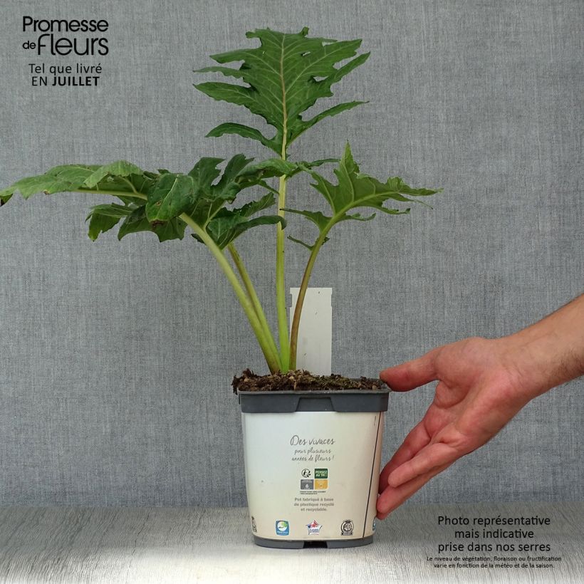 Spécimen de Acanthus mollis - Acanthe à feuilles molles Pot de 2L/3L tel que livré en été