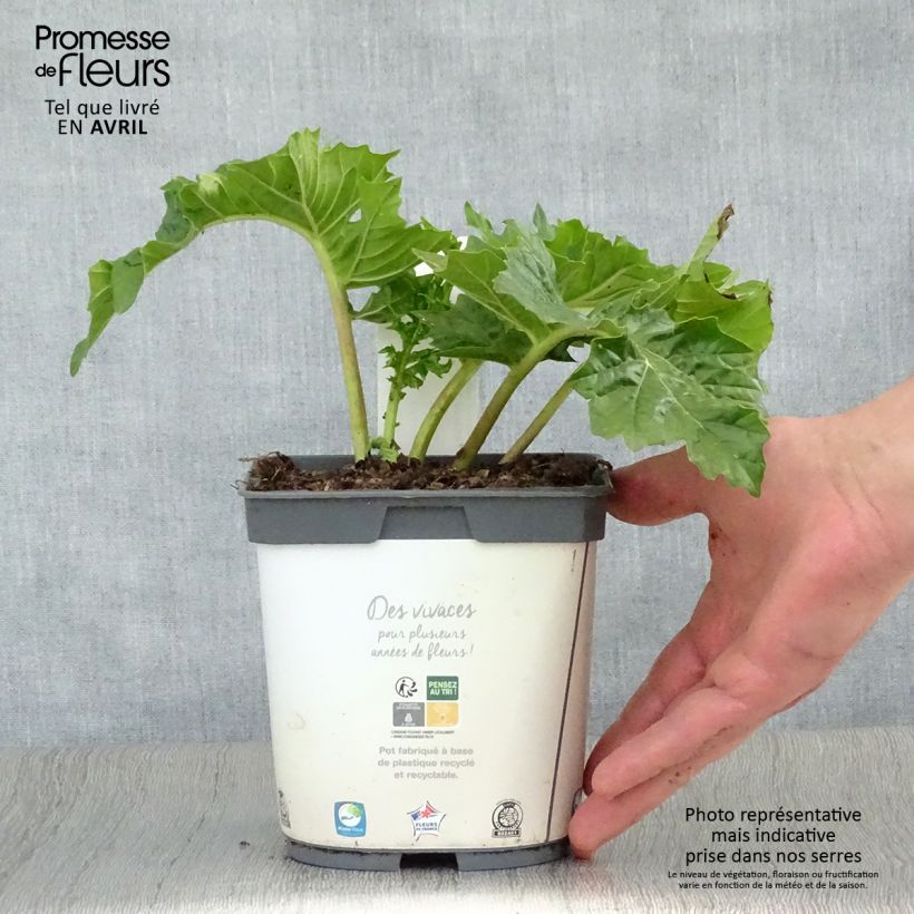 Spécimen de Acanthus mollis - Acanthe à feuilles molles en pot de 2/3 litres tel que livré au printemps