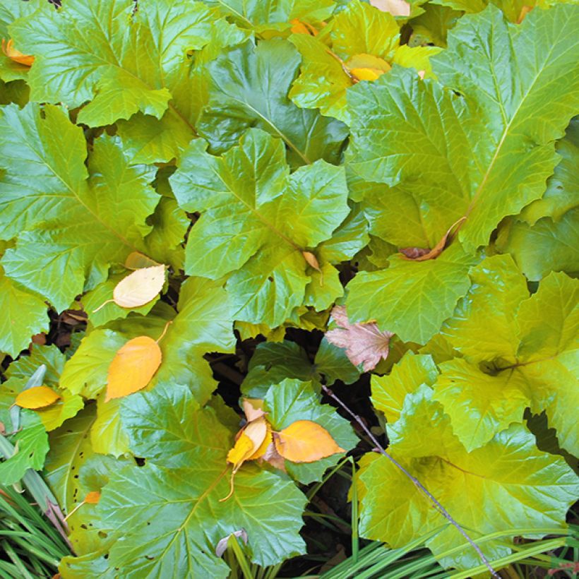 Acanthus mollis Hollards Gold - Acanthe dorée (Feuillage)