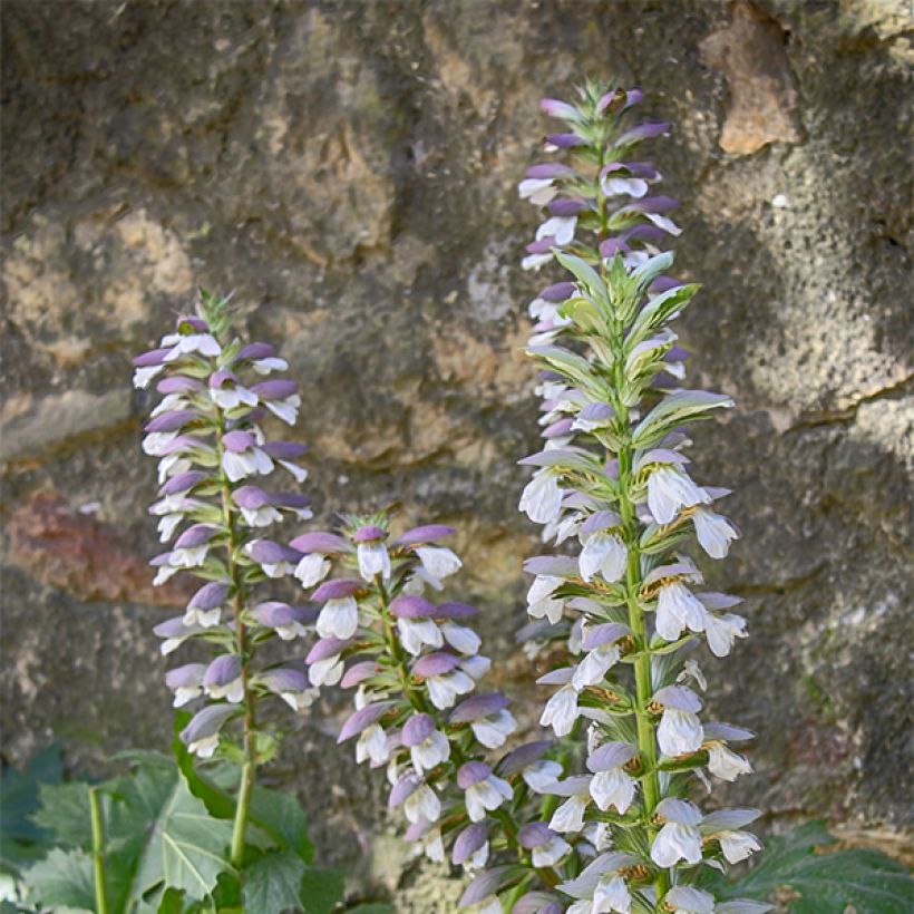 Acanthus mollis Hollards Gold - Acanthe dorée (Floraison)