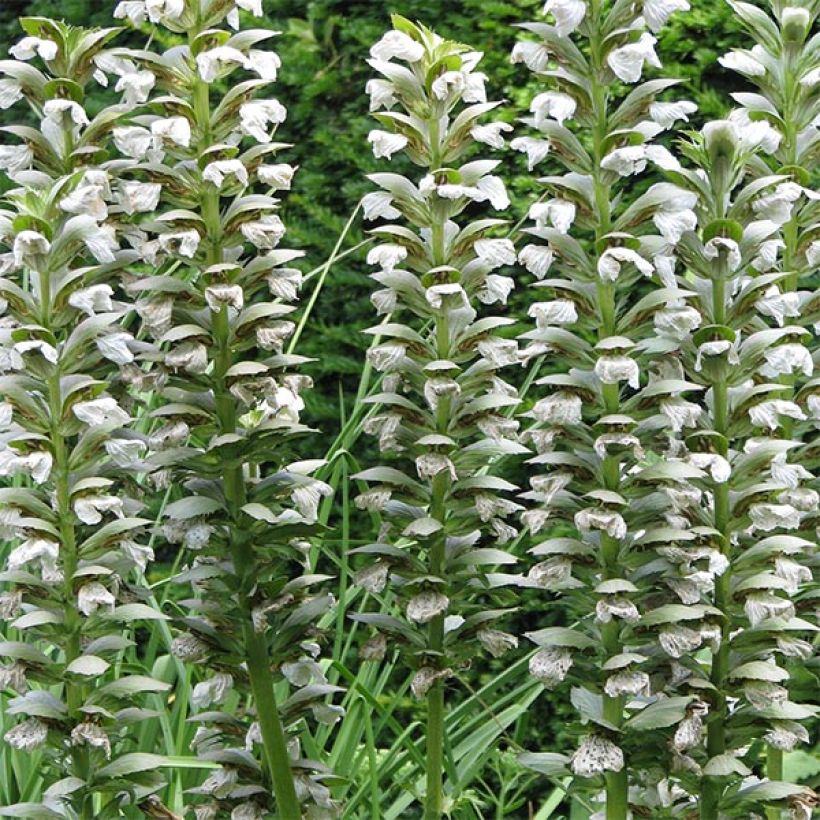 Acanthus mollis Rue Ledan (Jeff Albus) - Acanthe blanche (Floraison)